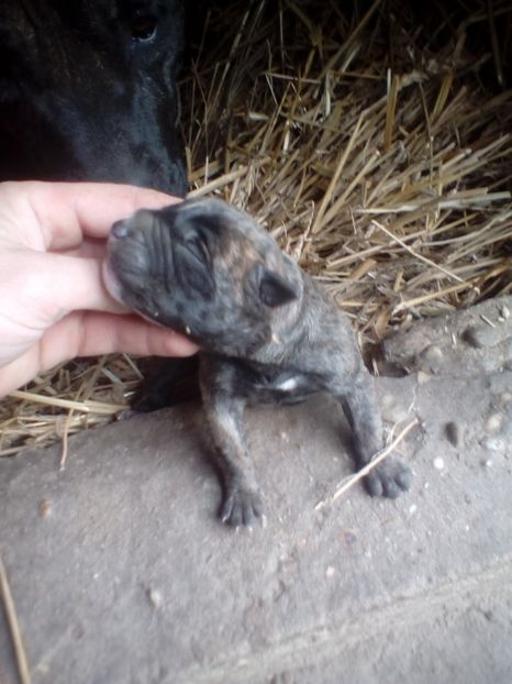  - Vanduti Pui Presa Dogo Canario cu pedigree cuibul R