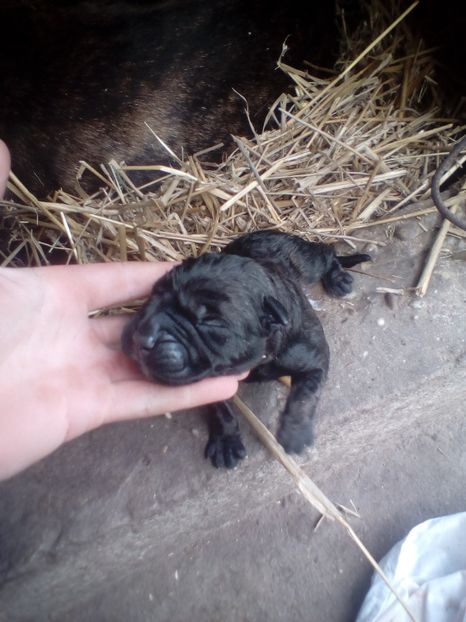  - Vanduti Pui Presa Dogo Canario cu pedigree cuibul R