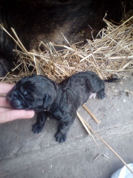  - Vanduti Pui Presa Dogo Canario cu pedigree cuibul R