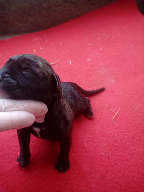  - Vanduti Pui Presa Dogo Canario cu pedigree cuibul R