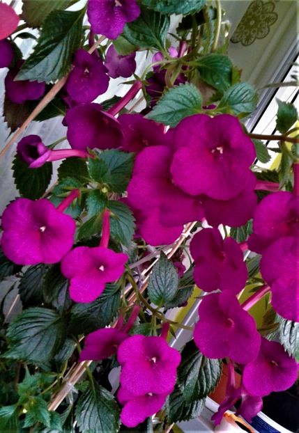 20191017_074913-1 - achimenes 17 10 100002019 iem 1985