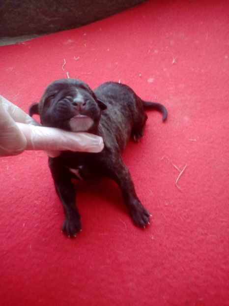  - Vanduti Pui Presa Dogo Canario cu pedigree cuibul R