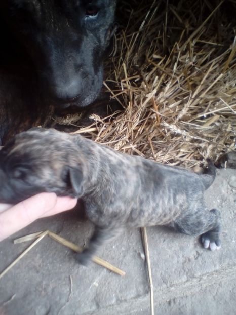  - Vanduti Pui Presa Dogo Canario cu pedigree cuibul R