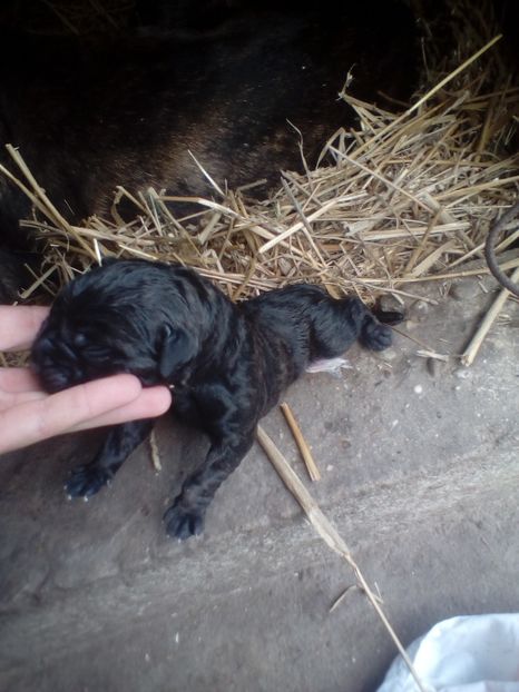  - Vanduti Pui Presa Dogo Canario cu pedigree cuibul R