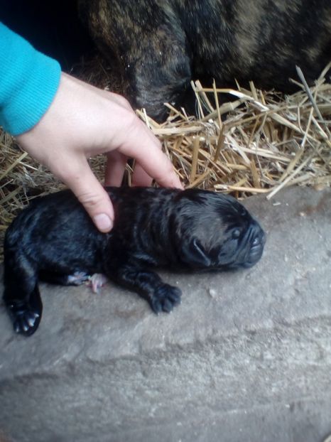  - Vanduti Pui Presa Dogo Canario cu pedigree cuibul R