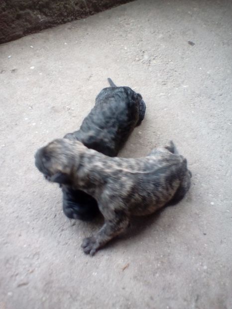  - Vanduti Pui Presa Dogo Canario cu pedigree cuibul R