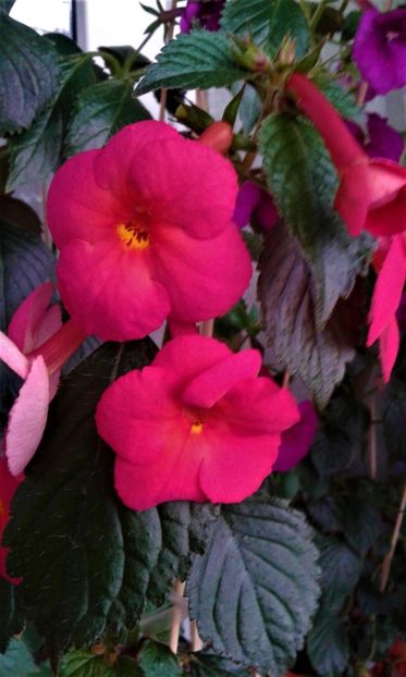  - achimenes 17 10 100002019 iem 1985