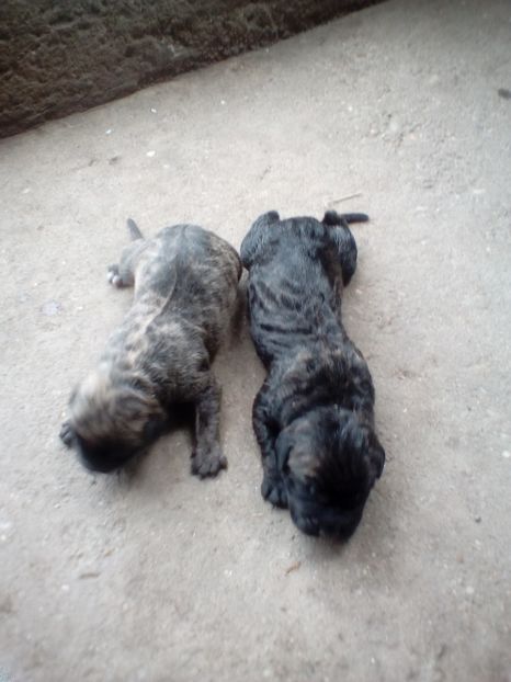  - Vanduti Pui Presa Dogo Canario cu pedigree cuibul R