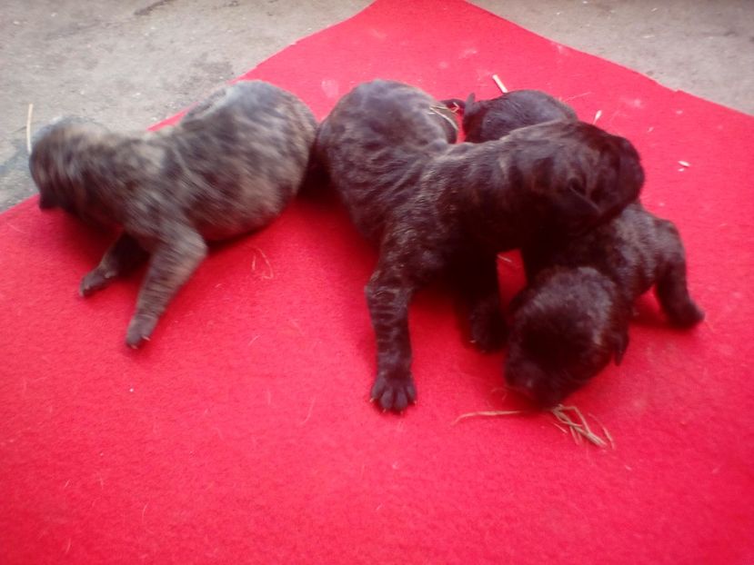  - Vanduti Pui Presa Dogo Canario cu pedigree cuibul R