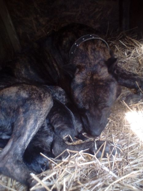  - Vanduti Pui Presa Dogo Canario cu pedigree cuibul R