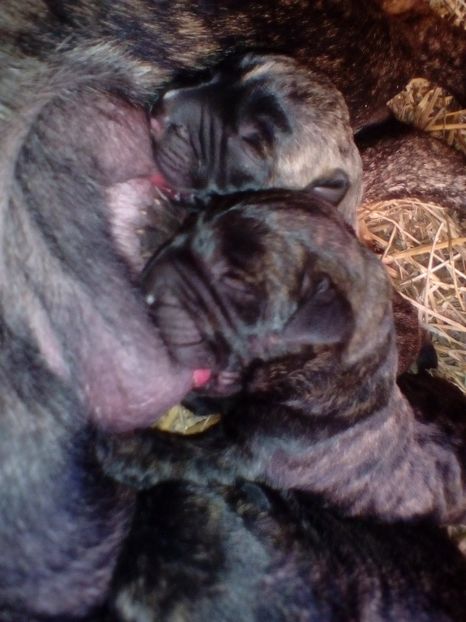  - Vanduti Pui Presa Dogo Canario cu pedigree cuibul R