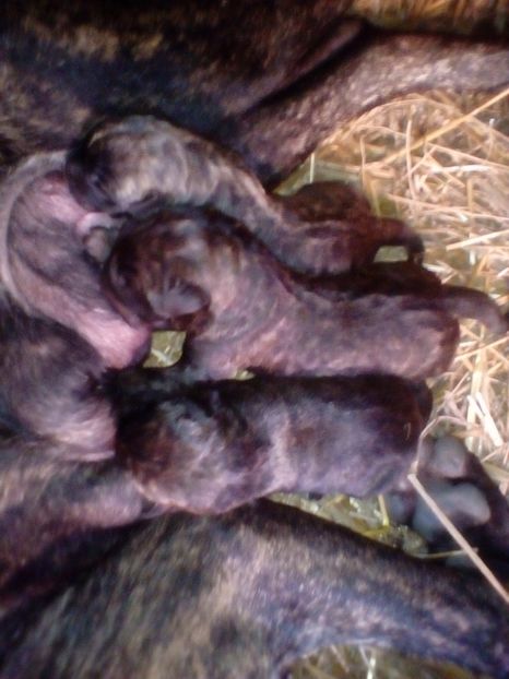  - Vanduti Pui Presa Dogo Canario cu pedigree cuibul R