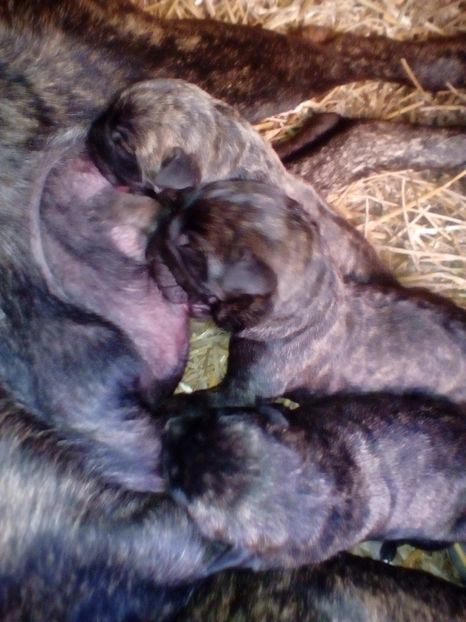  - Vanduti Pui Presa Dogo Canario cu pedigree cuibul R