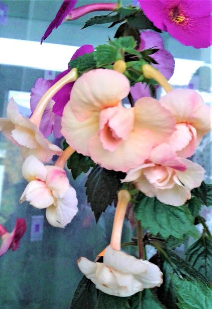  - achimenes 17 10 100002019 iem 1985