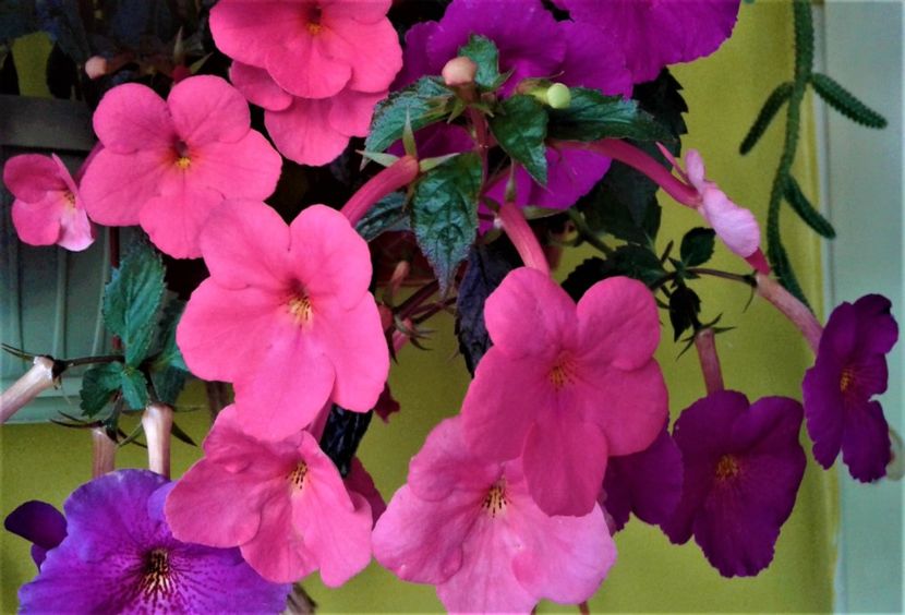  - achimenes 17 10 100002019 iem 1985