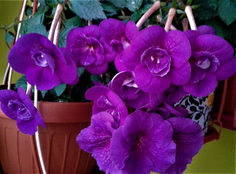 20191017_074415-1 - achimenes 17 10 100002019 iem 1985