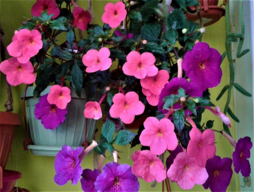  - achimenes 17 10 100002019 iem 1985