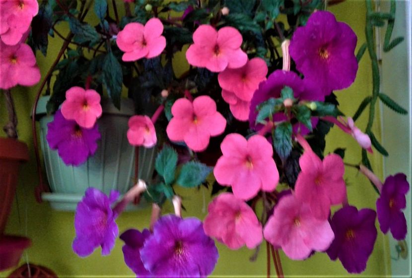  - achimenes 17 10 100002019 iem 1985