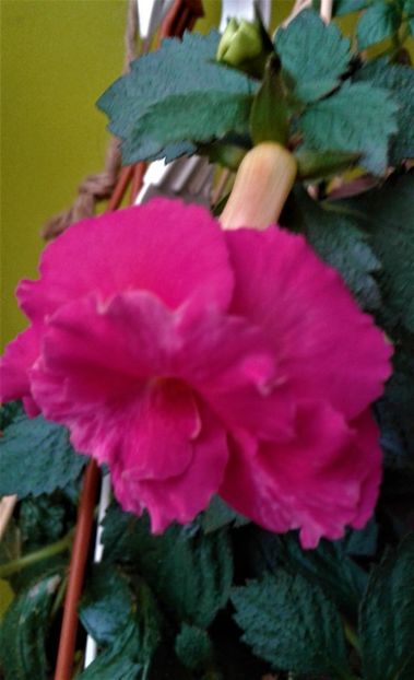  - achimenes 17 10 100002019 iem 1985