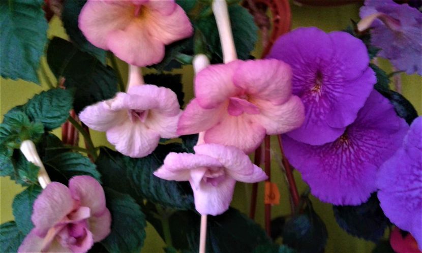  - achimenes 17 10 100002019 iem 1985
