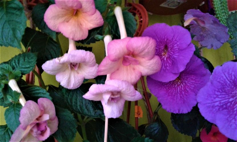 - achimenes 17 10 100002019 iem 1985
