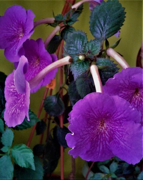  - achimenes 17 10 100002019 iem 1985