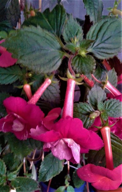  - achimenes 17 10 100002019 iem 1985