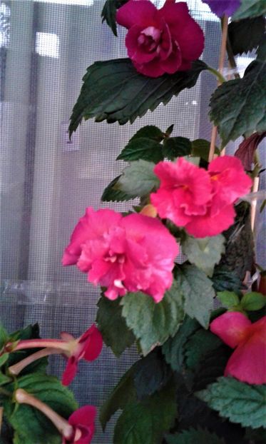  - achimenes 17 10 100002019 iem 1985