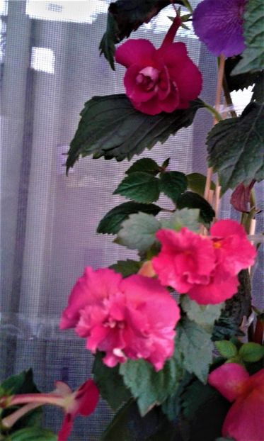  - achimenes 17 10 100002019 iem 1985