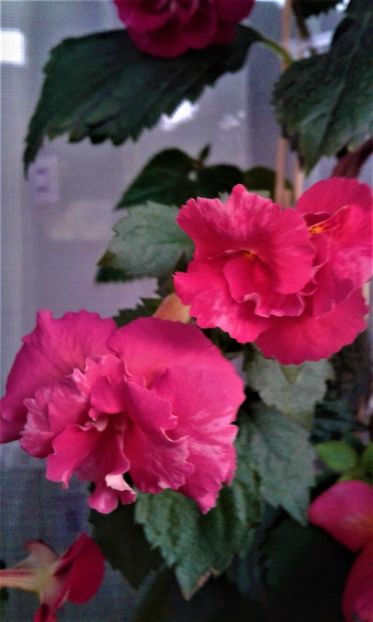  - achimenes 17 10 100002019 iem 1985