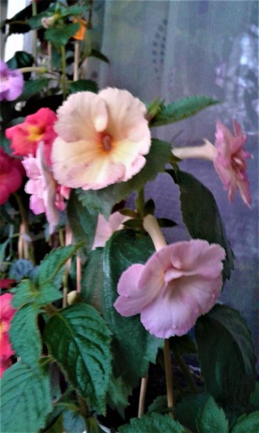  - achimenes 17 10 100002019 iem 1985