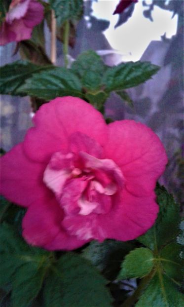  - achimenes 17 10 100002019 iem 1985