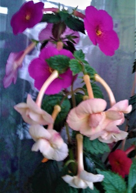  - achimenes 17 10 100002019 iem 1985