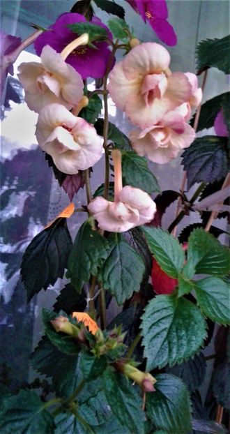  - achimenes 17 10 100002019 iem 1985