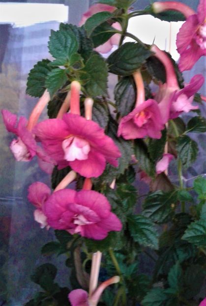 20191017_073738-1 - achimenes 17 10 100002019 iem 1985