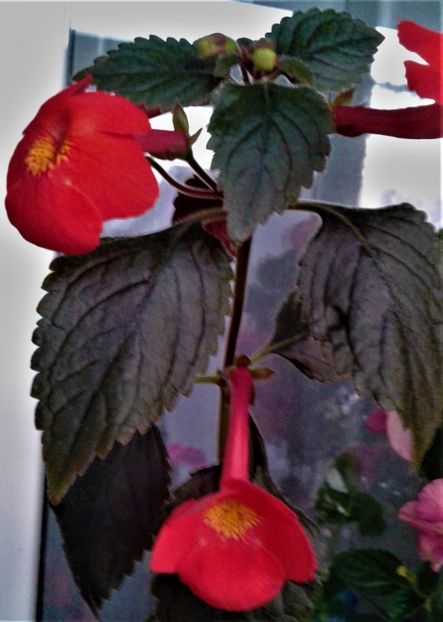  - achimenes 17 10 100002019 iem 1985