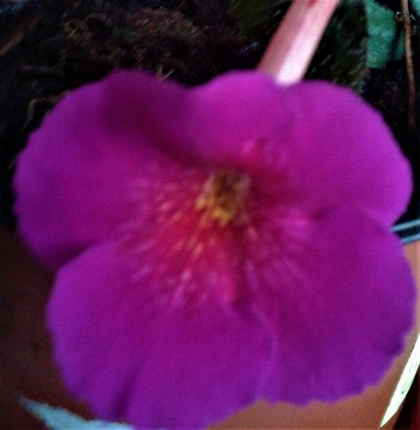  - achimenes 17 10 100002019 iem 1985
