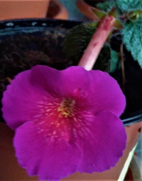  - achimenes 17 10 100002019 iem 1985