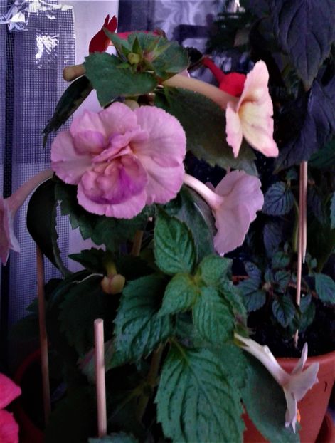 - achimenes 17 10 100002019 iem 1985