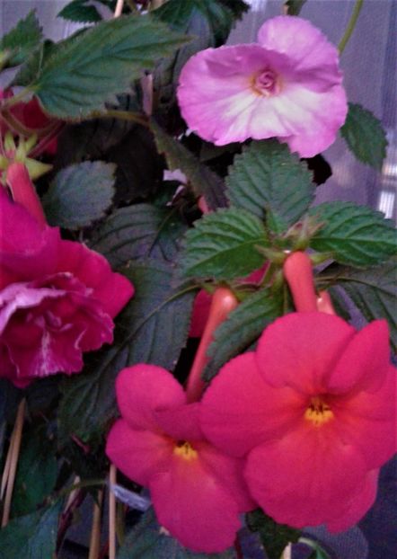  - achimenes 17 10 100002019 iem 1985