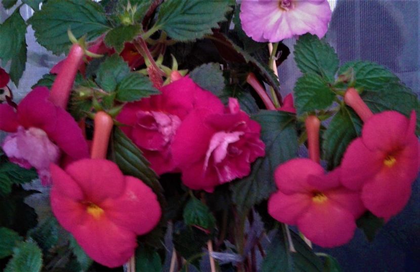  - achimenes 17 10 100002019 iem 1985
