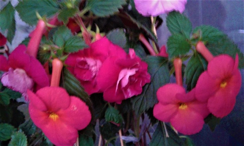  - achimenes 17 10 100002019 iem 1985