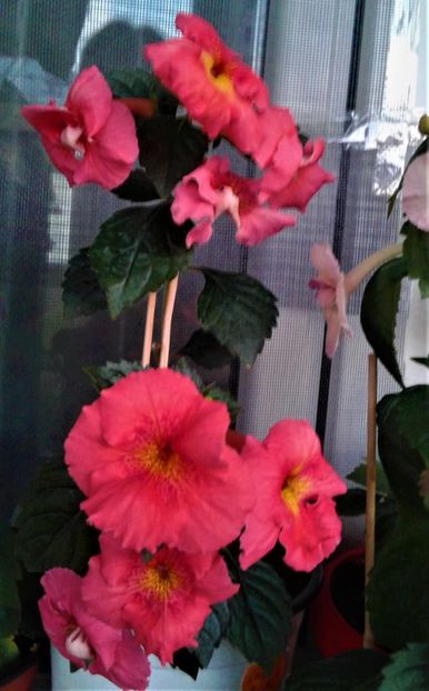  - achimenes 17 10 100002019 iem 1985