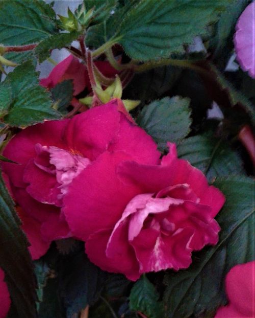  - achimenes 17 10 100002019 iem 1985