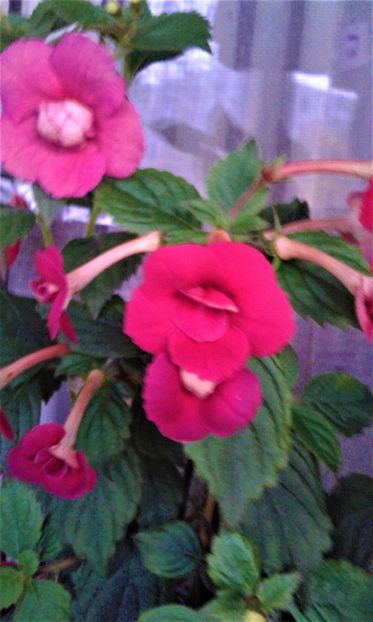  - achimenes 17 10 100002019 iem 1985