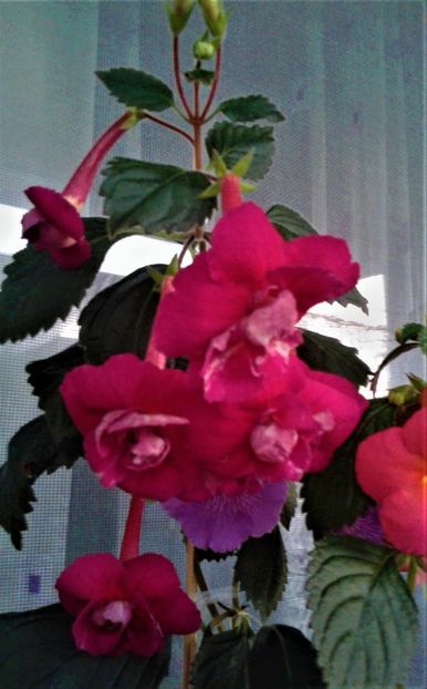  - achimenes 17 10 100002019 iem 1985