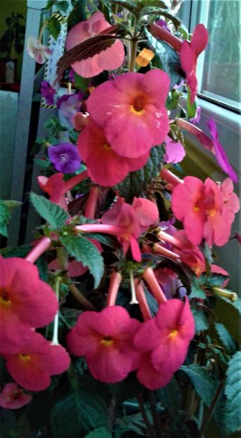 20191017_073440-1 - achimenes 17 10 100002019 iem 1985
