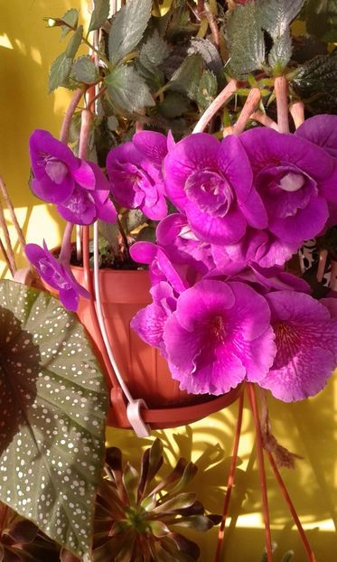  - achimenes 17 10 100002019 iem 1985