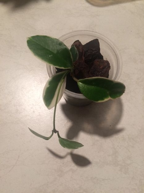 17.10.2019-H.Krimson Queen pyr - H-Hoya