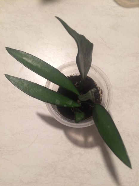 2 plante Habar n-am ;) - H-Hoya